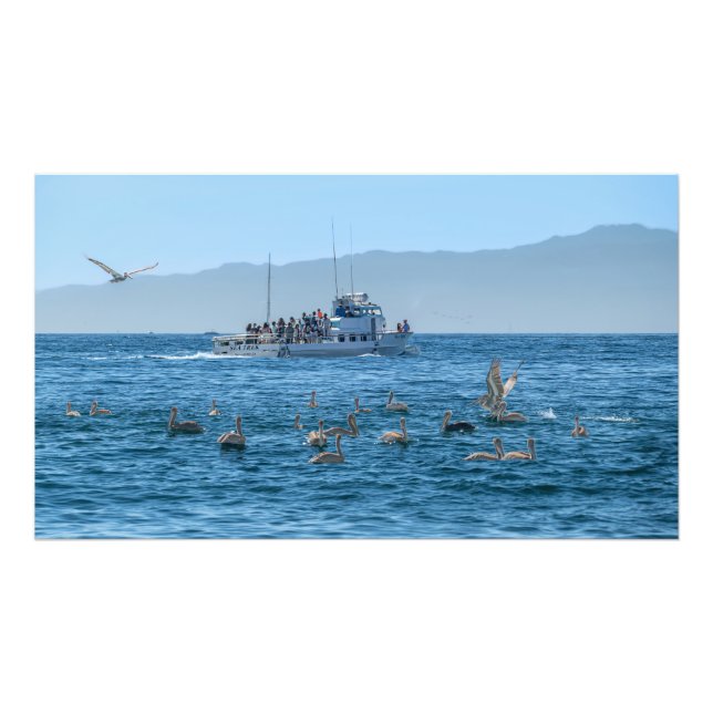 Pelikans Basking & Boat - Marina Del Rey, CA Foto (Vorne)