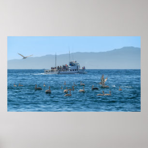 Pelikans Basking & Boat - Marina Del Rey, CA Poster