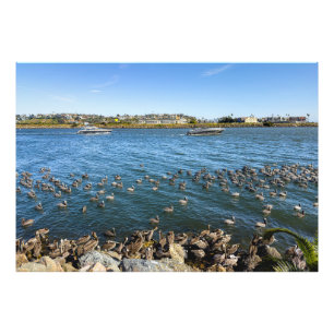 Pelikans Basking - Marina Del Rey, CA Fotodruck