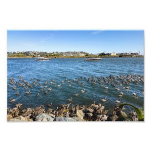 Pelikans Basking - Marina Del Rey, CA Fotodruck