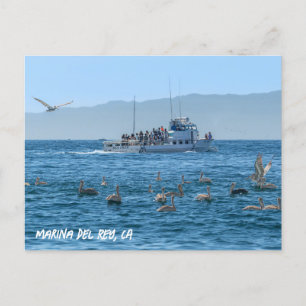 Pelikans Basking - Marina Del Rey, CA Postkarte