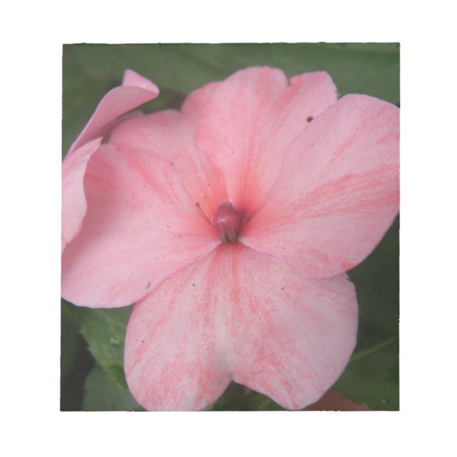 Pellrosa Impatiens Blume Notepad Notizblock (Vorderseite)
