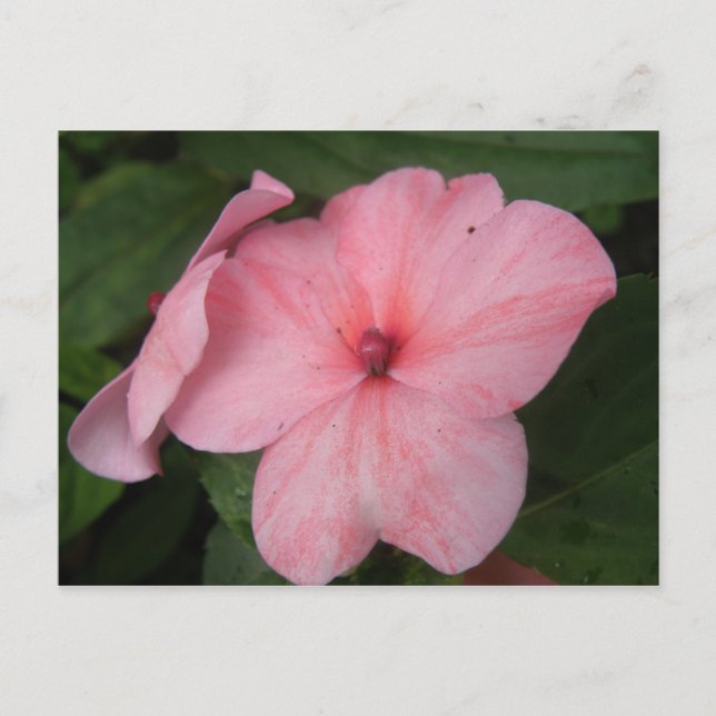 Pellrosa Impatienten Blume Postkarte (Vorderseite)