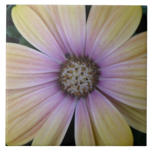 Pellrosa Sonnenblume Fliese