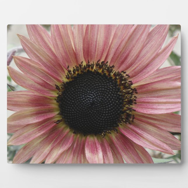 Pellrosa Sonnenblume Fotoplatte (Vorderseite)
