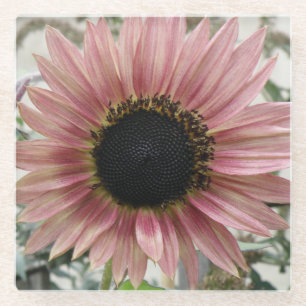 Pellrosa Sonnenblume Glasuntersetzer