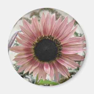 Pellrosa Sonnenblume Magnet
