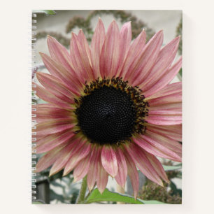 Pellrosa Sonnenblume Notizbuch