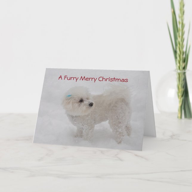 "Pelzartigen frohen Weihnachten" Bichon Karte (Vorderseite)