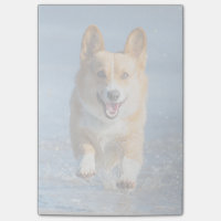 Pembroke-Walisercorgi-Hund, der auf den Strand