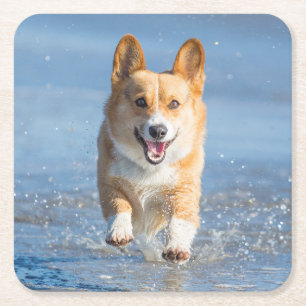 Pembroke-Walisercorgi-Hund, der auf den Strand Rechteckiger Pappuntersetzer
