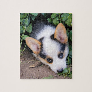 Pembroke-Walisercorgi-Welpe