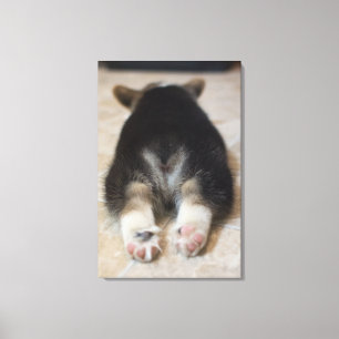 Pembroke-Walisercorgi-Welpe 2 Leinwanddruck