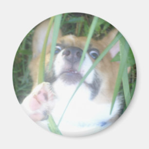 Pembroke-Walisercorgi-Welpe Magnet