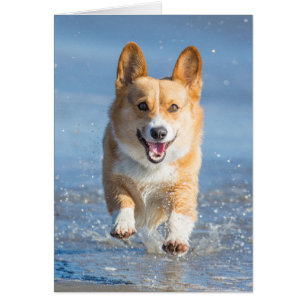 Pembroke Welsh Corgi Hund läuft am Strand