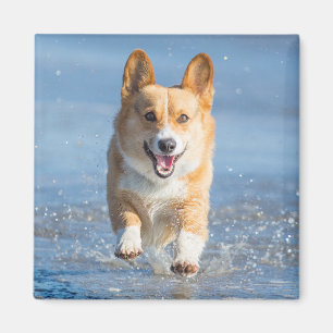 Pembroke Welsh Corgi Hund läuft am Strand Magnet