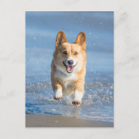 Pembroke Welsh Corgi Hund läuft am Strand