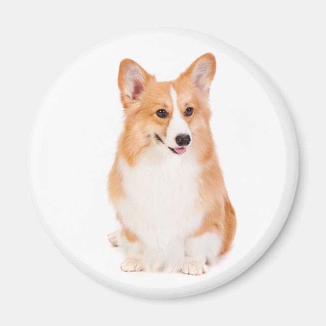 Pembroke Welsh Corgi Magnet #2 (Vorne)