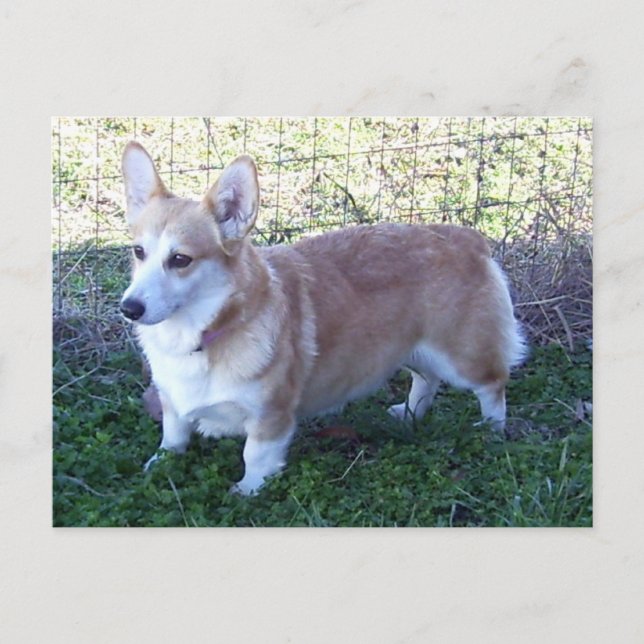 Pembroke Welsh Corgi Postkarte (Vorderseite)