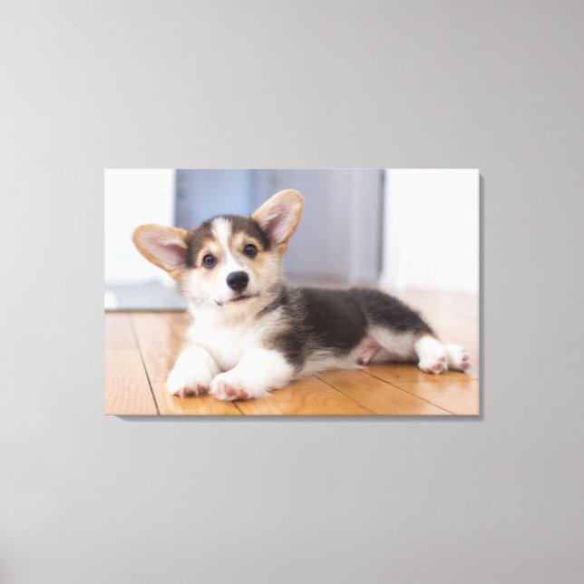 Pembroke Welsh Corgi Puppy Leinwanddruck (Vorderseite)