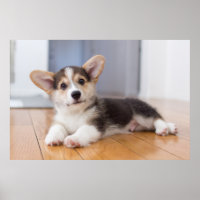 Pembroke Welsh Corgi Puppy