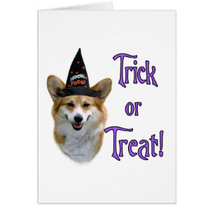 Pembroke Welsh Corgi Trick