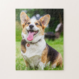 Pembroke Welsh Corgi Welpe Hund