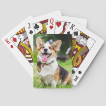 Pembroke Welsh Corgi Welpe Hund