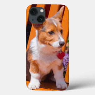 Pembroke Welsh Corgi-Welpe sitzt auf einer Parkban iPhone 13 Hülle