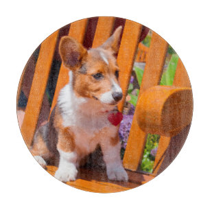Pembroke Welsh Corgi-Welpe sitzt auf einer Parkban Schneidebrett