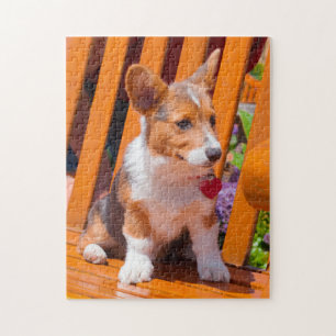 Pembroke Welsh Corgi Welpe sitzt auf Parkbank