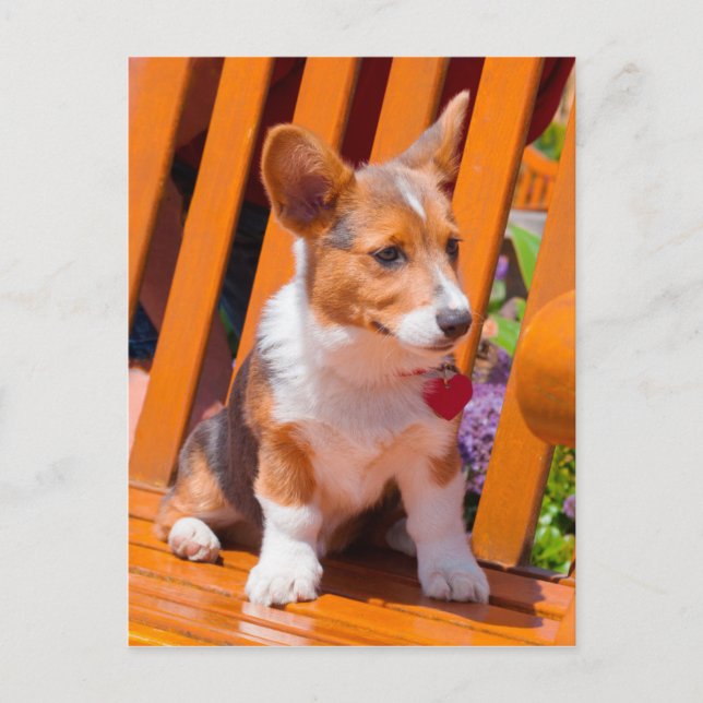 Pembroke Welsh Corgi Welpe sitzt auf Parkbank Postkarte (Vorderseite)