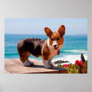 Pembroke Welsh Corgi-Welpe steht auf einem Tisch Poster