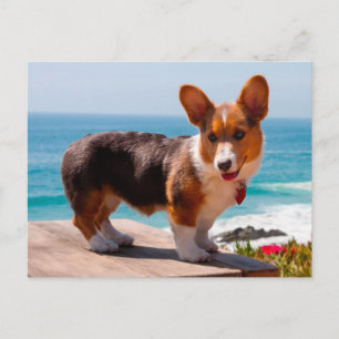 Pembroke Welsh Corgi-Welpe steht auf einem Tisch Postkarte