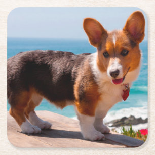Pembroke Welsh Corgi-Welpe steht auf einem Tisch Rechteckiger Pappuntersetzer