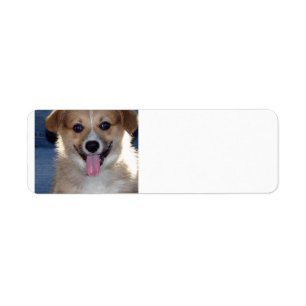 Pembrokewalisercorgi puppy.png