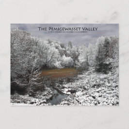 Pemigewasset Valley Postkarte: Elch auf dem Snowy Postkarte