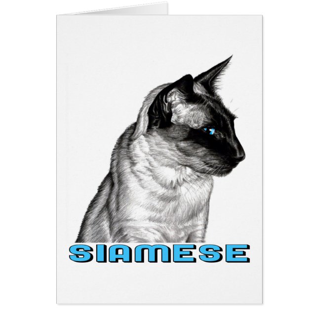 Pencil Siamese (Vorne)