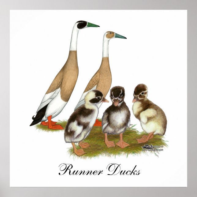 Pención Runner Duck Family Poster (Vorne)