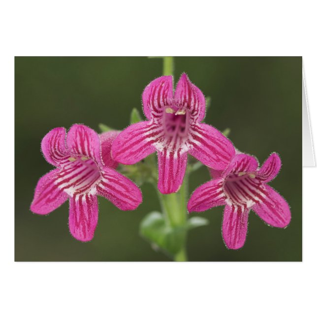 Pendenstein, Pendenston, triflorus, (Devant horizontal)