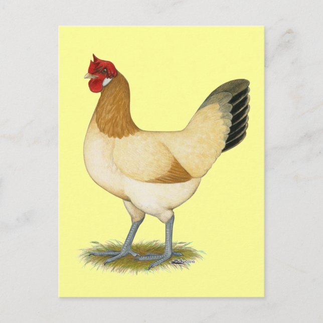 Penedesenca: Wheaten Hen Postkarte (Vorderseite)