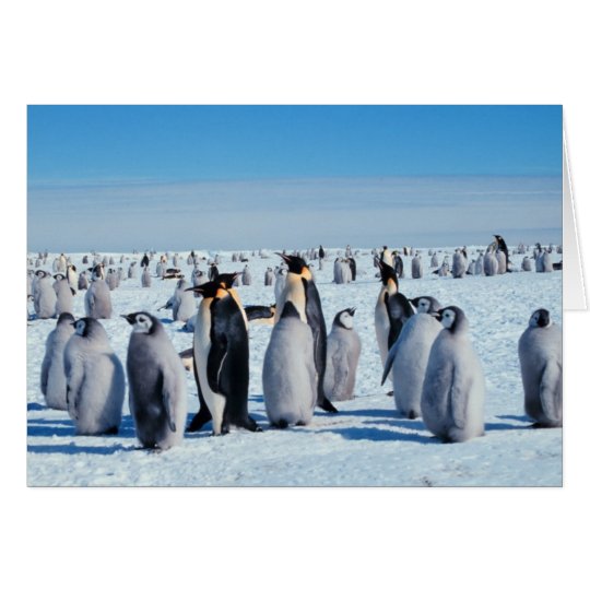 Penguin-Ansammlung Karte