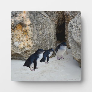 Penguin Beach House, Fotoplatte