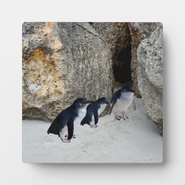 Penguin Beach House, Fotoplatte (Vorderseite)
