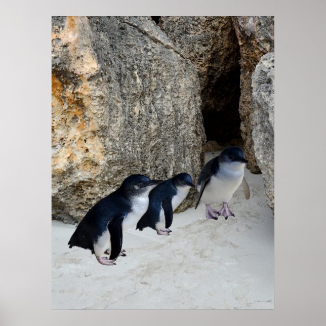 Penguin Beach House, Poster (Vorne)