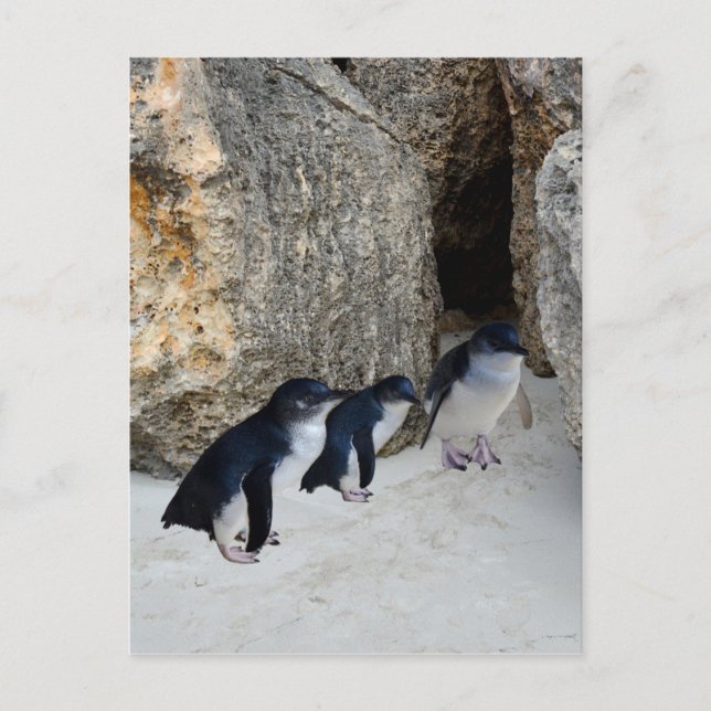 Penguin Beach House, Postkarte (Vorderseite)