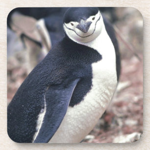 Penguin Bird Süße Tier Schwarz-weißes Wasser Getränkeuntersetzer