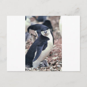 Penguin Bird Süße Tier Schwarz-weißes Wasser Postkarte