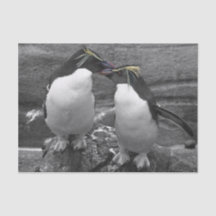 Penguin Colour Splash