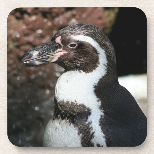 Penguin Cork Untersetzer Set (Vorderseite)
